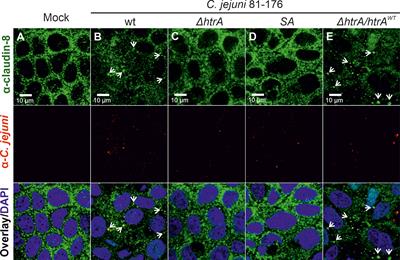 Campylobacter jejuni Serine Protease HtrA Cleaves the Tight Junction Component Claudin-8